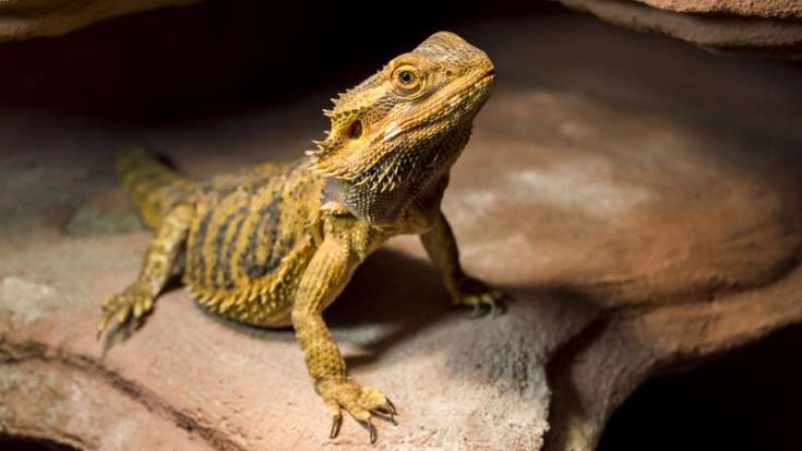 Can Bearded Dragons Eat Kiwi? | Pet Diet Guide