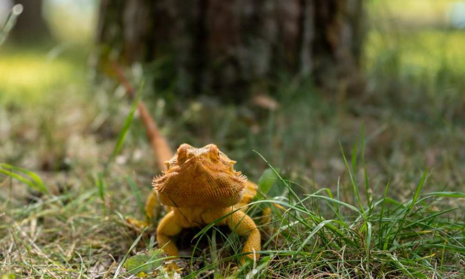 Can Bearded Dragons Eat Grass? Pet Diet Guide