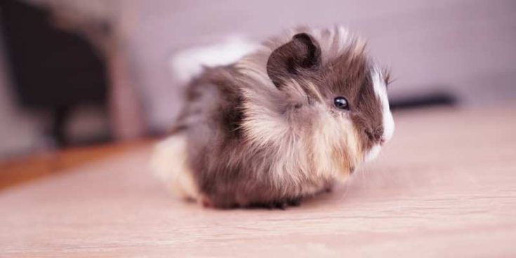 Can Guinea Pigs Eat Zucchini? | Pet Diet Guide - Guinea Pig Zucchini Salad With Coconut And Pineapple