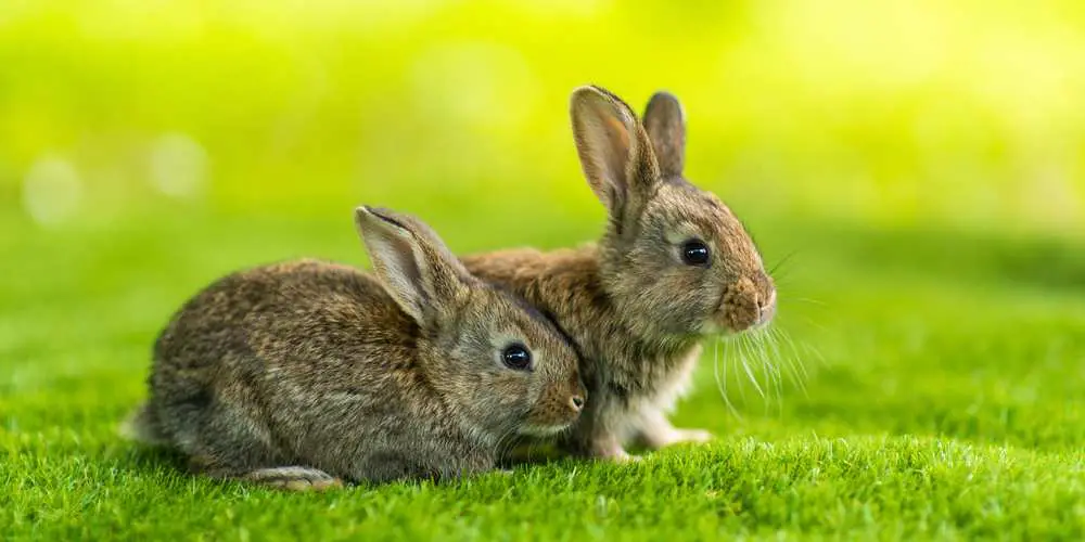 ¿Pueden los conejos comer alfalfa?