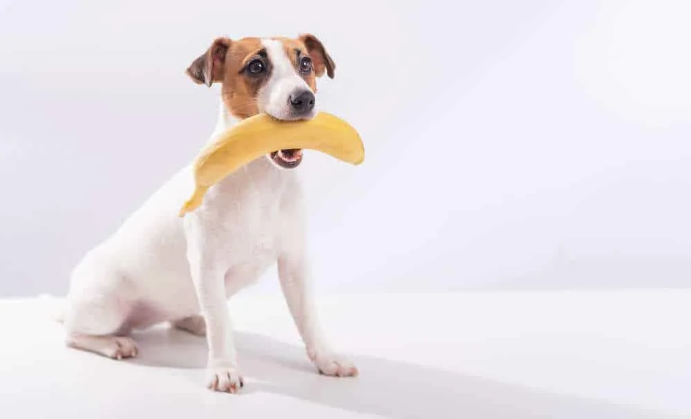 are whole bananas bad for dogs