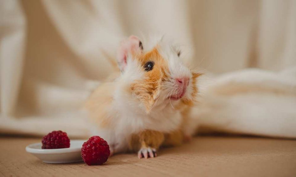 Can Guinea Pigs Eat Berries? Pet Diet Guide