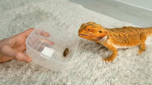 Can Bearded Dragons Eat Cockroaches? | Pet Diet Guide