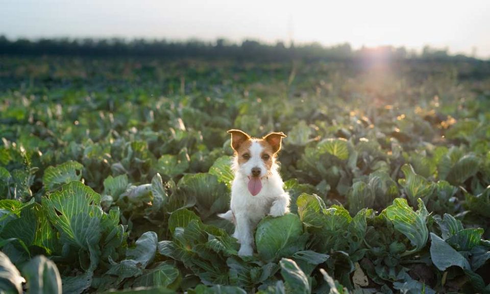 Can Dogs Eat Cabbage? Is Cabbage Bad For Dogs? Pet Diet Guide