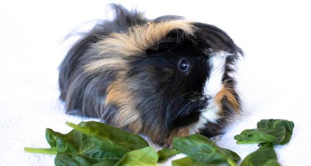 Image showcasing Can Guinea Pigs Eat Spinach? | Pet Diet Guide