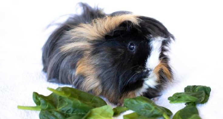 Can Guinea Pigs Eat Spinach? | Pet Diet Guide