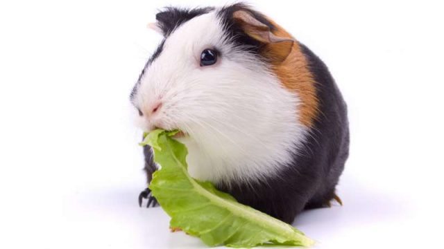 Fresh Look at Guinea Pigs Shouldn T Have Lettuce R Guineapigs