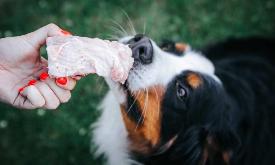 Can Dogs Eat Raw Chicken? Is Raw Chicken Bad For Dogs? Pet Diet Guide