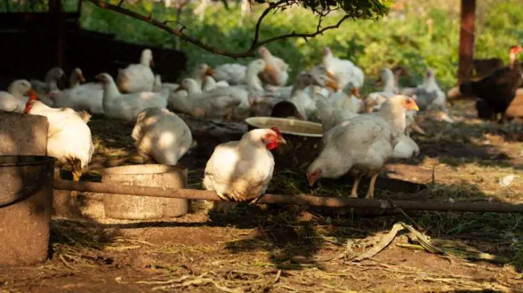 How To Get Cockroaches For Chickens 735x413 