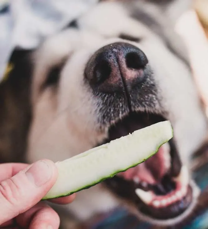 can i feed my dog with cucumbers