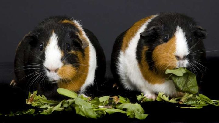 Image showcasing Can Guinea Pigs Eat Dandelion Greens? | Pet Diet Guide