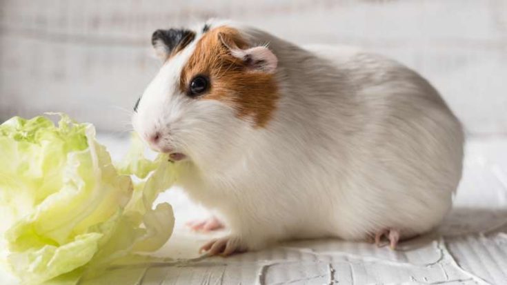 Can Guinea Pigs Eat Iceberg Lettuce? | Pet Diet Guide