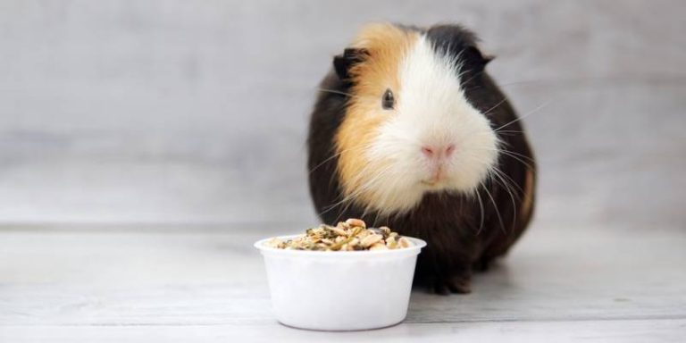 Can Guinea Pigs Eat Pellets? | Pet Diet Guide