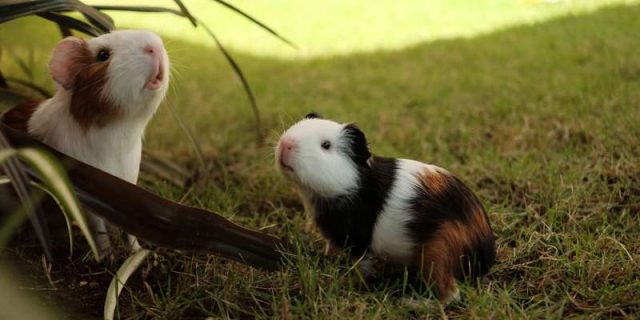 Can guinea pigs have iceberg lettuce Clearance