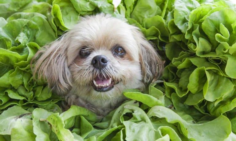 Can Dogs Eat Cabbage? Is Cabbage Bad For Dogs? | Pet Diet Guide