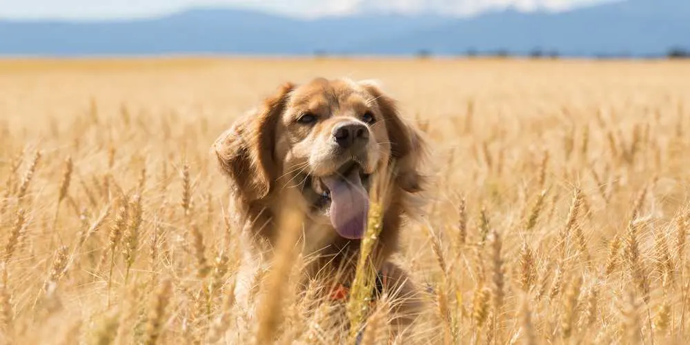 is sesame safe for dogs