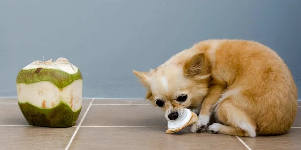 is coconut bad for dogs