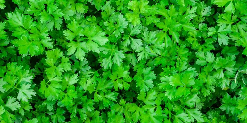 is parsley harmful to dogs