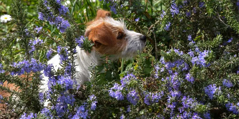 is rosemary safe for dogs