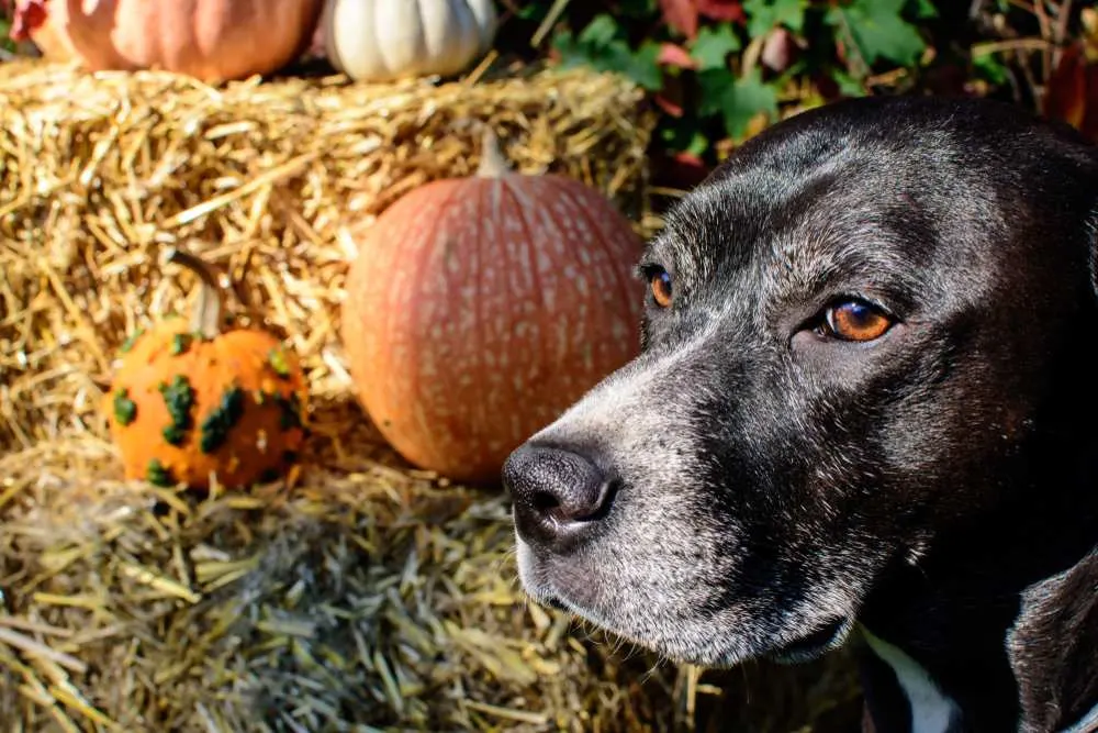 are acorn squash safe for dogs