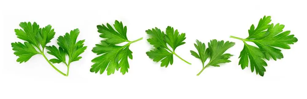 is parsley harmful to dogs