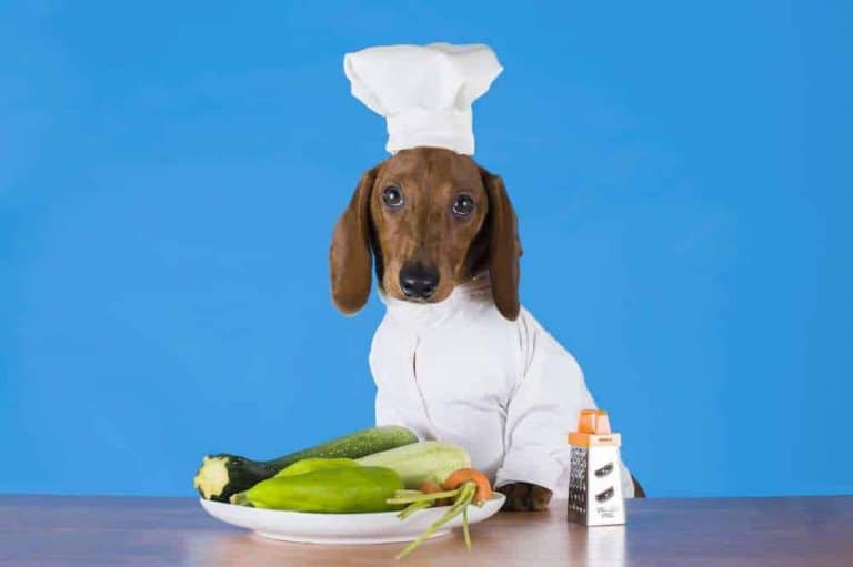 Can Dogs Eat Zucchini? Is Zucchini Bad For Dogs? Pet Diet Guide