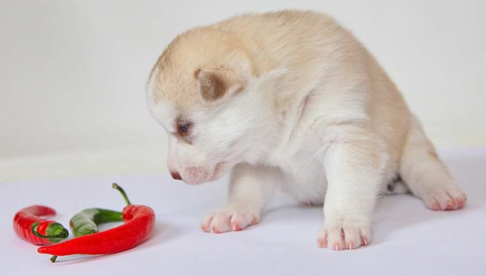 Can Dogs Eat Red Peppers? Are Red Peppers Bad For Dogs? Pet Diet Guide