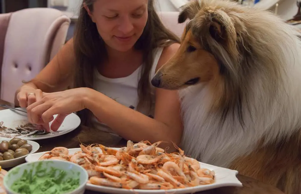 is shrimp bad for dogs