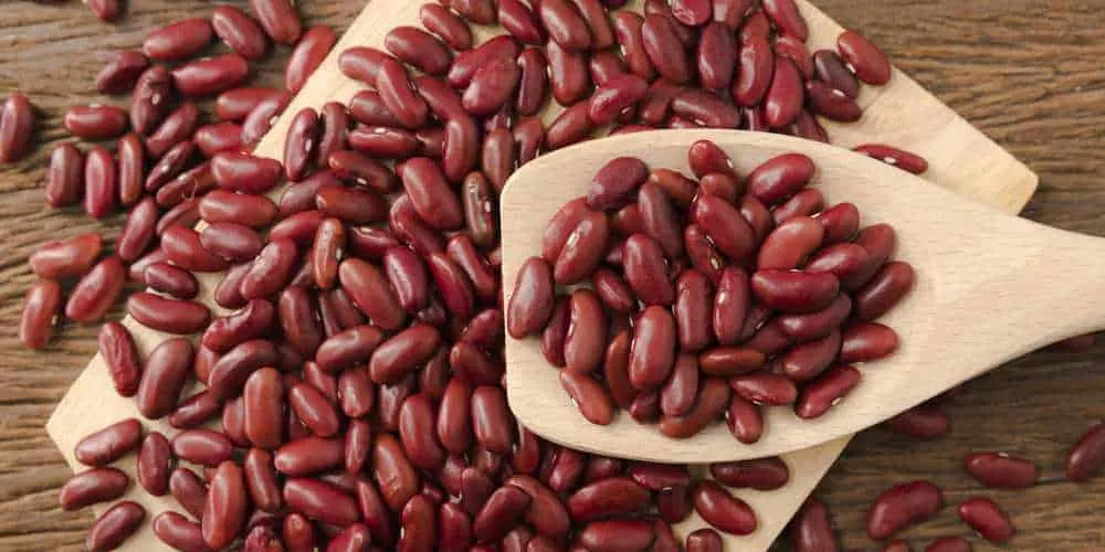 are kidney beans good for dogs