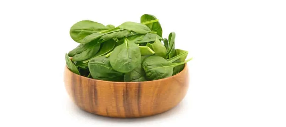 can dogs eat spinach leaves