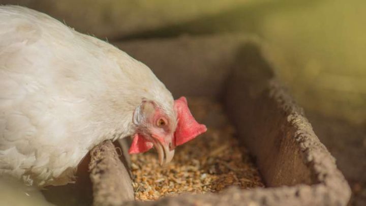 Can Chickens Eat Corn? | Pet Diet Guide