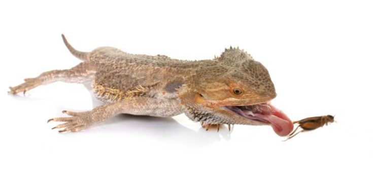 Picture of Can Bearded Dragons Eat Crickets? | Pet Diet Guide