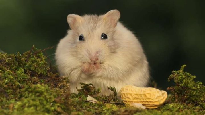 Can Hamsters Eat Peanuts? | Pet Diet Guide