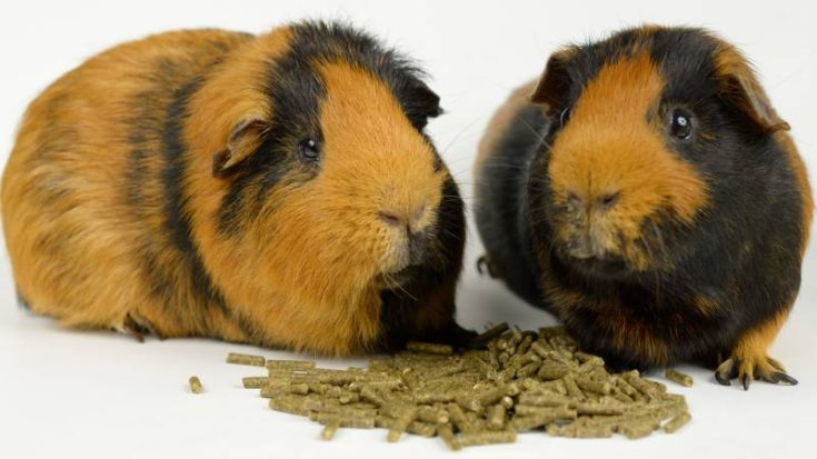 Picture of Can Guinea Pigs Eat Pellets? | Pet Diet Guide