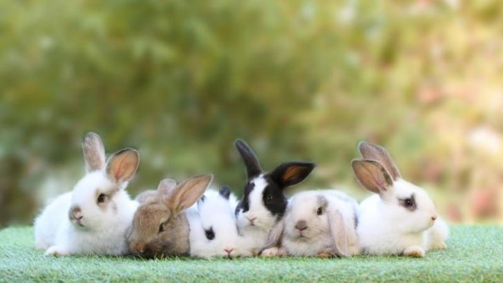 Can Rabbits Eat Pomegranate? | Pet Diet Guide