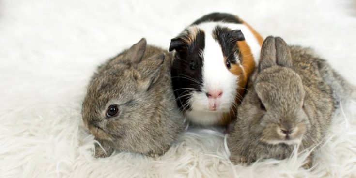 Amazing Can Guinea Pigs Eat Rabbit Food Artwork Collection Amazing Can Guinea Pigs Eat Rabbit Food Artwork Collection