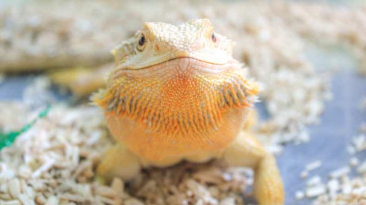 Can Bearded Dragons Eat Turkey? | Pet Diet Guide