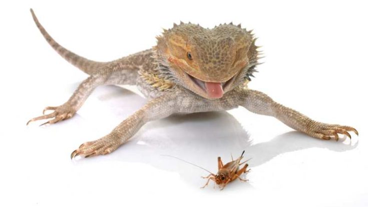 View of Can Bearded Dragons Eat Crickets? | Pet Diet Guide