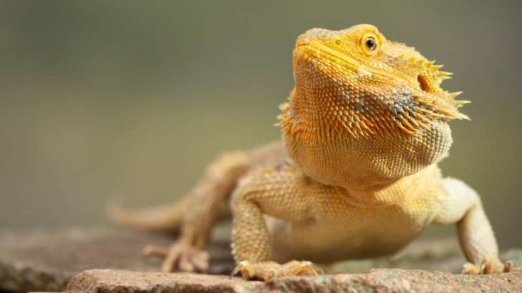 Can Bearded Dragons Eat Superworms? (aka King Worms) | Pet Diet Guide