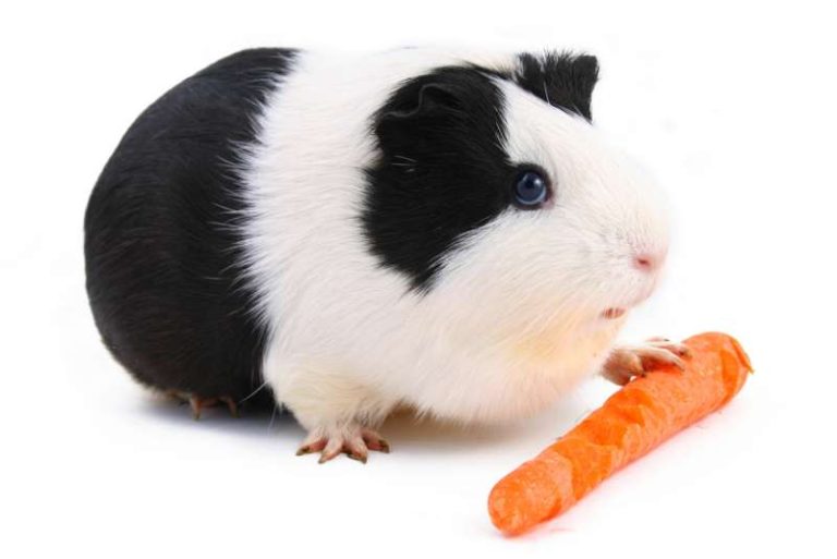 Can Guinea Pigs Eat Carrots? Pet Diet Guide