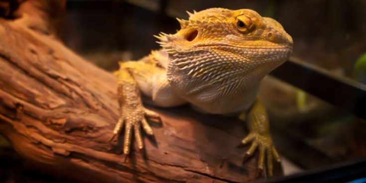 Breathtaking Can Bearded Dragons Eat Earthworms Scene for Desktop Breathtaking Can Bearded Dragons Eat Earthworms Scene for Desktop