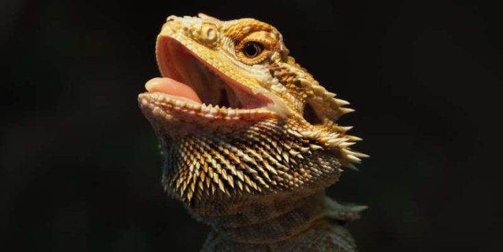 Can Bearded Dragons Eat Lizards? | Pet Diet Guide
