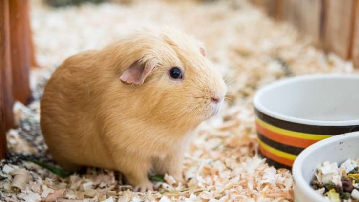 Can Guinea Pigs Eat Lima Beans? | Pet Diet Guide - Feeding Guinea Pigs With Beans