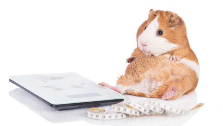 Spectacular Can Guinea Pigs Eat Peanut Butter Background for Mobile Spectacular Can Guinea Pigs Eat Peanut Butter Background for Mobile