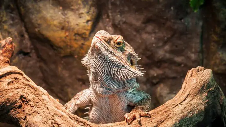 What Can Bearded Dragons Eat? Bearded Dragon Diet Guide