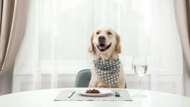 What Can Dogs Eat? A Comprehensive List Of Dog-safe Foods