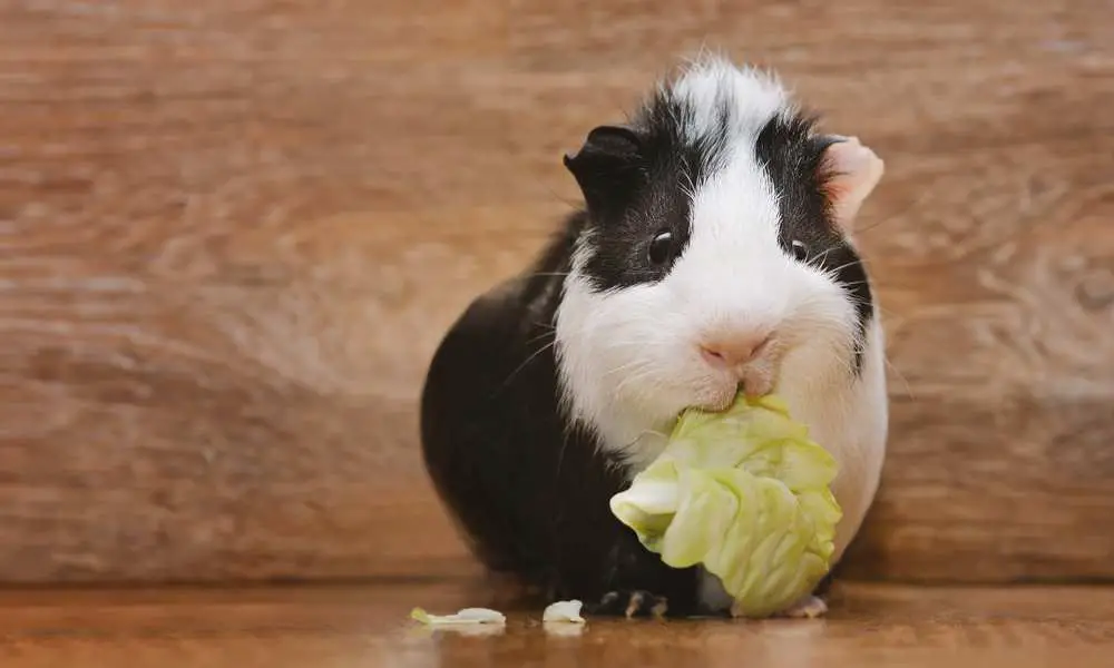 Fruits and Veggies Can Guinea Pigs Eat What Do Guinea Pigs Eat? 
