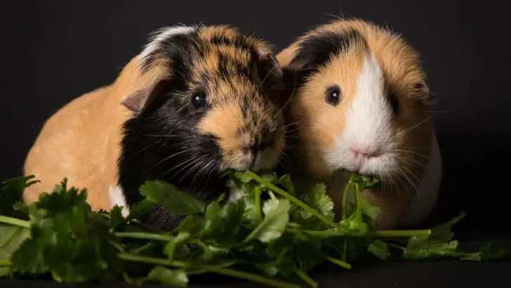 What Can Guinea Pigs Eat? Guinea Pig Diet Guide