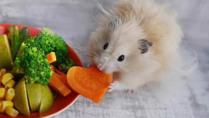 What Can Hamsters Eat? Hamster Diet Guide