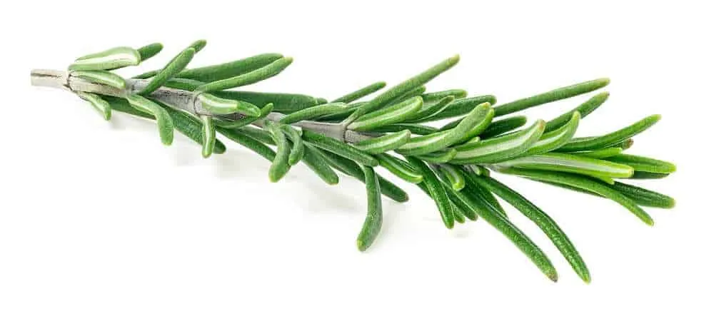 is rosemary bad for dogs